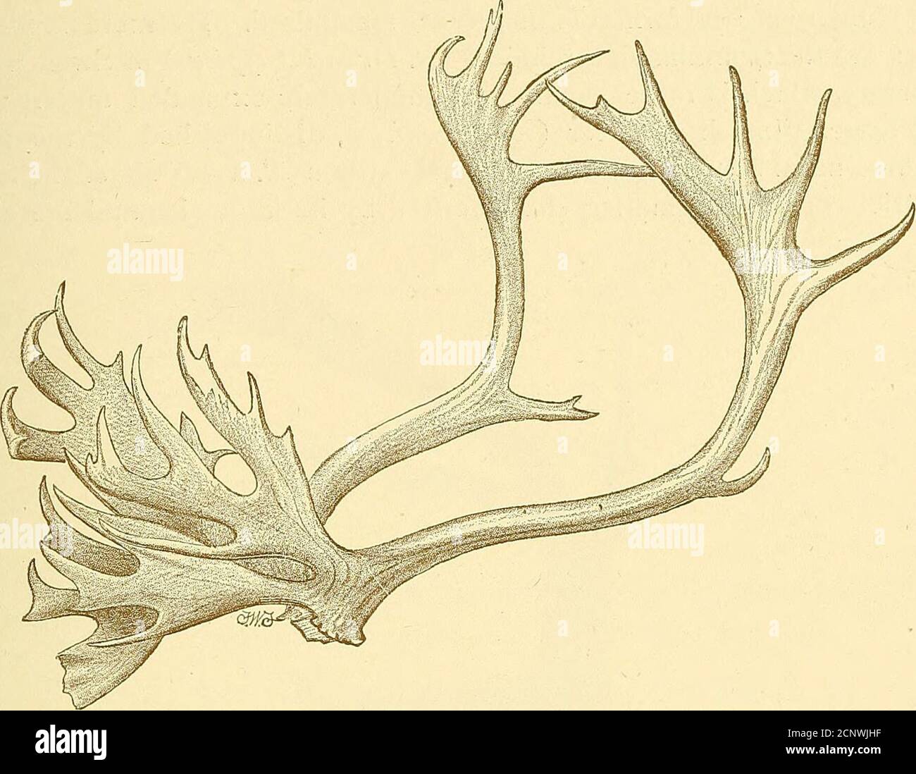 Hairy fronted muntjacs hires stock photography and images Alamy