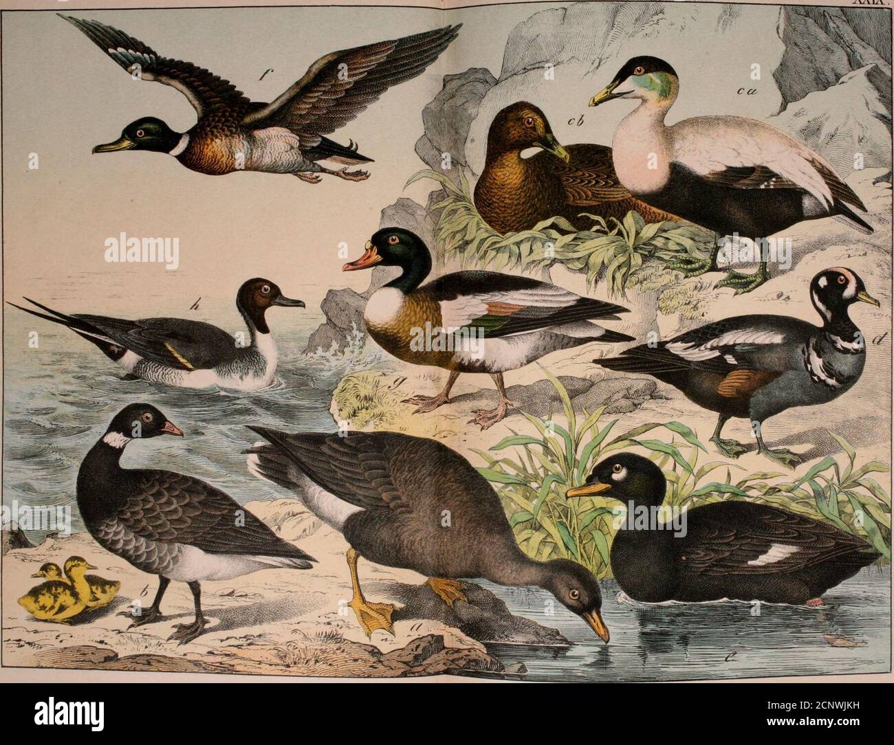 R tern hi-res stock photography and images - Page 4 - Alamy