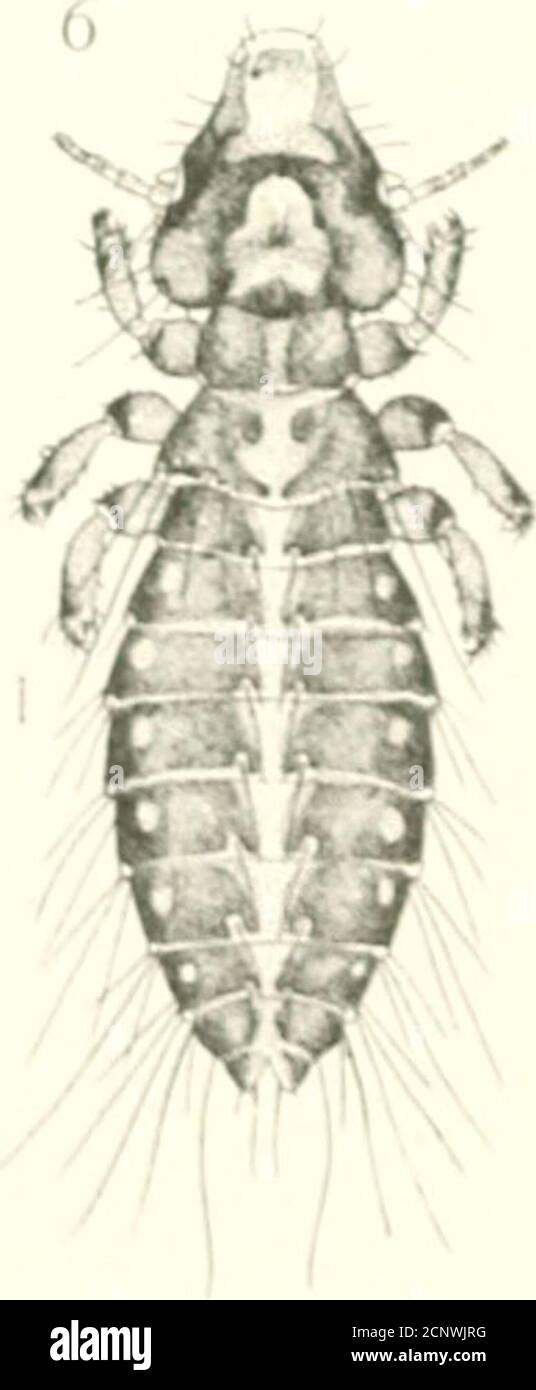 . New Mallophaga, 3. Comprising: Mallophaga from birds of Panama, Baja California and Alaska . ^&gt; .^ •..ArrvV. ..n YJ Stock Photo