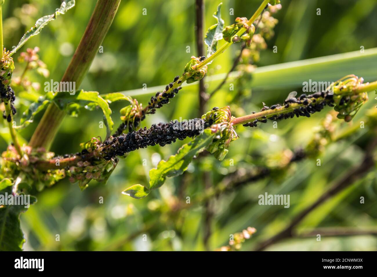 Hundreds of black plant lice on a green branch Stock Photo