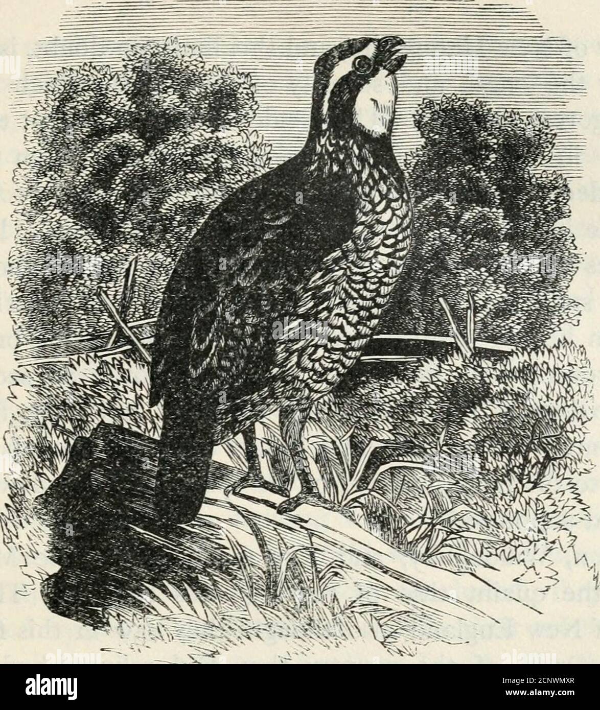 . A popular handbook of the birds of the United States and Canada . , while others consider the Norman Con-quest responsible for its introduction. The true home of the birdis the valleys of the Caucasus and the eastern shores of the Cas-pian Sea, but it has been introduced into almost every country ofEurope. In Great Britain very few thorough-bred specimens areto be found, most of the birds displaying a collar of white, —whichproves their relationship to the Ring-necked Pheasants broughtfrom China. Other species, as well, have been introduced and suc-cessfully bred with both true colchicus and Stock Photo