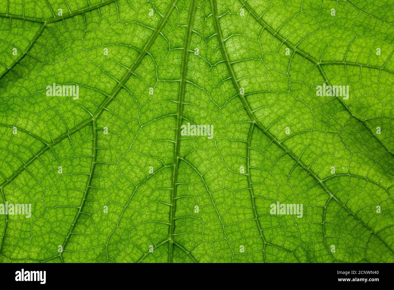 Big green leaf with many leaf veins Stock Photo
