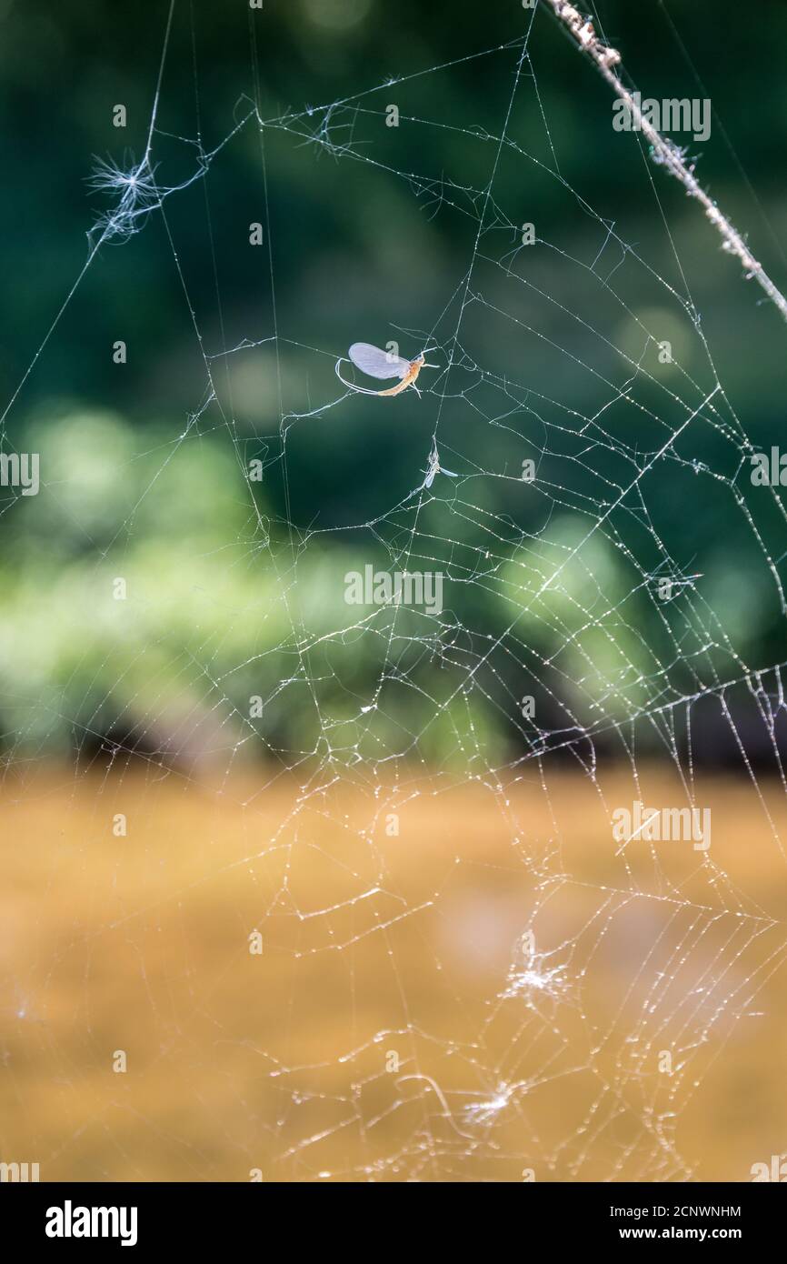Destroyed spiderweb with pollen and dead insents in front of green background Stock Photo