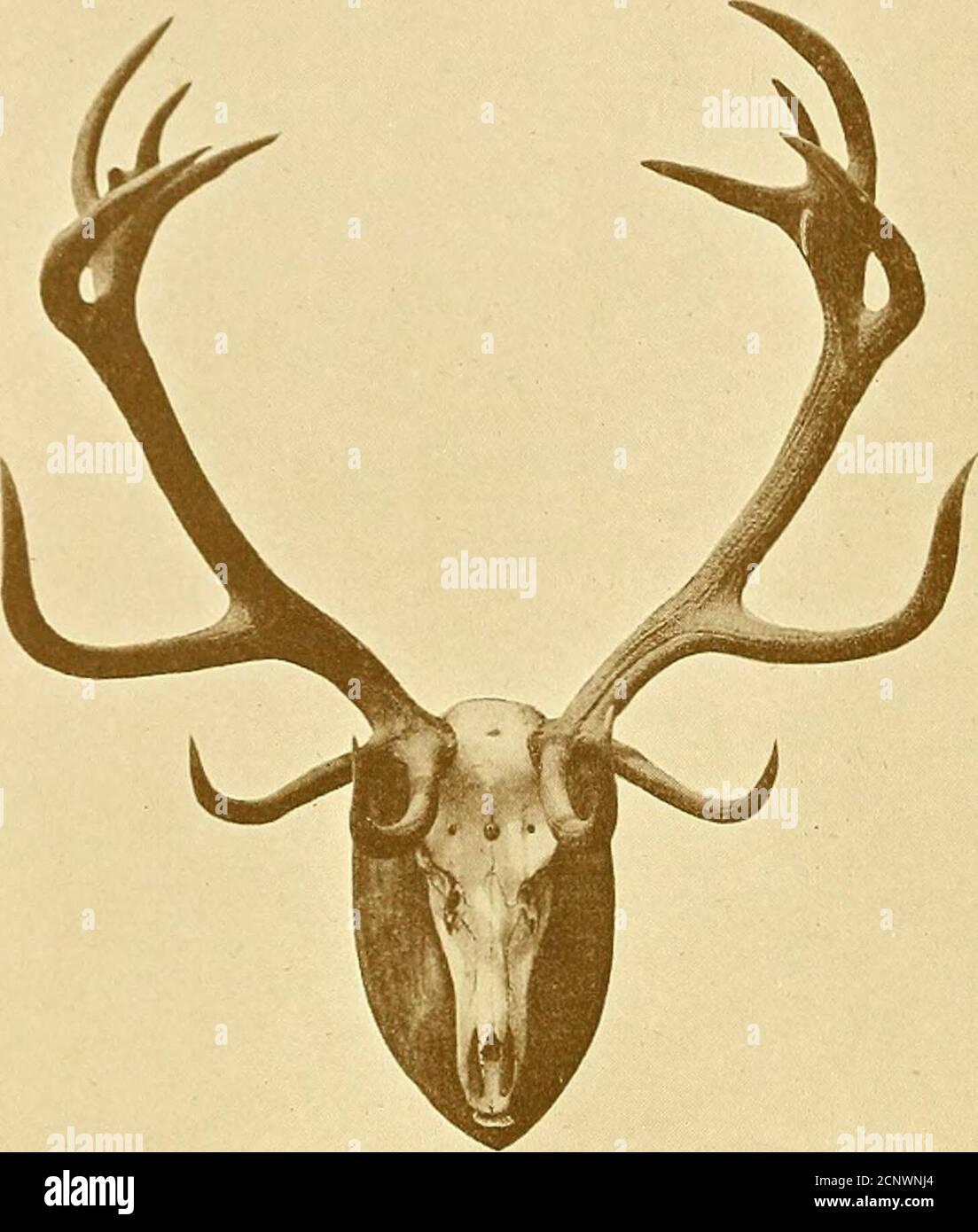 Records of big game with their distribution, characteristics, dimensions, and horn & measurements Antlers of German Red Deer. From a in the Castle at MoritzburgAfter Dr. A. B.