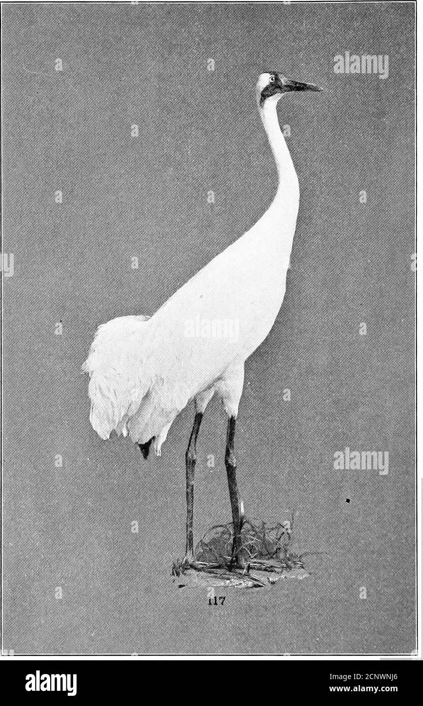 . Our feathered game; a handbook of the North American game birds . COOT AND CRANE.115. American Coot. 116. Sand-hill Crane. PLATE XXVI. CRANE.117. Whooping Crane. PLATE XXVII Stock Photo