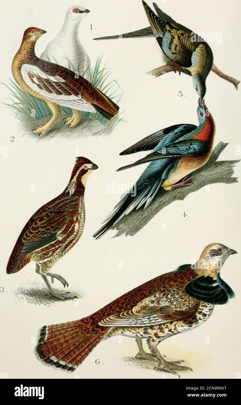 . A popular handbook of the birds of the United States and Canada . he dark. About the middle of August they begin their migrationstowards the south, on which occasion they may be seen in theevening moving in scattered flocks consisting of several hun- NIGHTHAWK. 473 dreds together, and darting after insects or feeding leisurely asthey advance towards more congenial climes. For two orthree weeks these processions along the rivers and their banks,tending towards their destination, are still continued. Mingledwith the wandering host are sometimes also seen the differentspecies of Swallow, — a fa Stock Photo