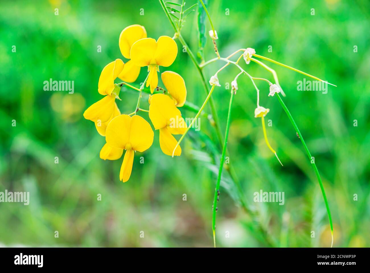 Faboideae or fabaceae, Rural yellow flower on blurred green nature background Stock Photo
