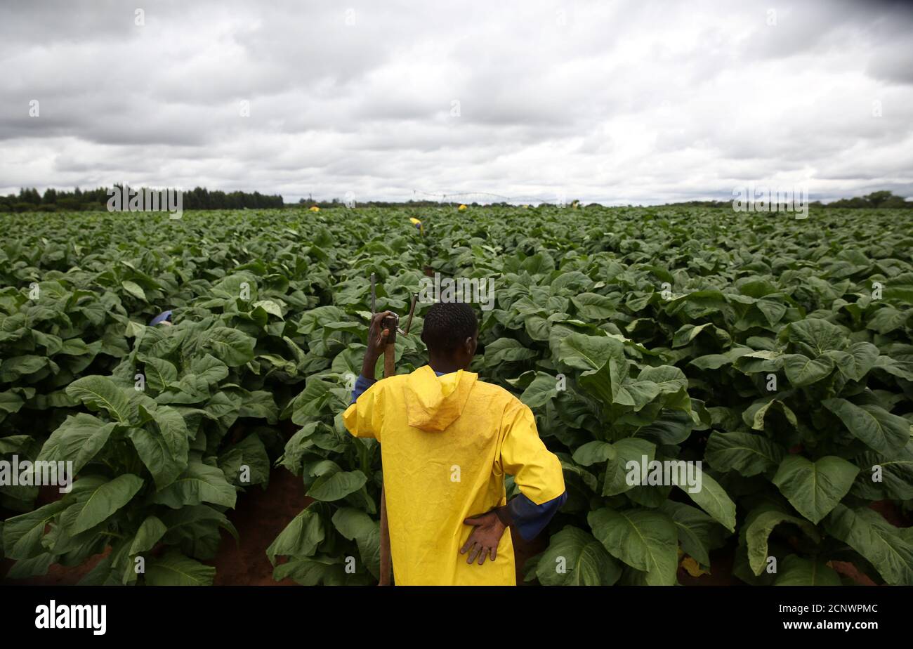 Zimbabwe white farmers tobacco farm hires stock photography and images