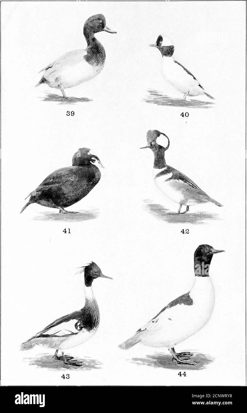 . Our feathered game; a handbook of the North American game birds . 35. Ring-neck Duck.37. Scaup-duck. SEA-DUCKS.34. Canvas-back Duck. 36. Labrador Duck-38. Lesser Scaup-duck. PLATE X. SEA-DUCKS AND MERCANSERS. 39. Red-head Duck. 41. Surf-scoter, 43. Red-breasted Merganser. 40. Buffle-head Duck.42. Hooded Merganser.44. American Merganser. PLATE XI Stock Photo