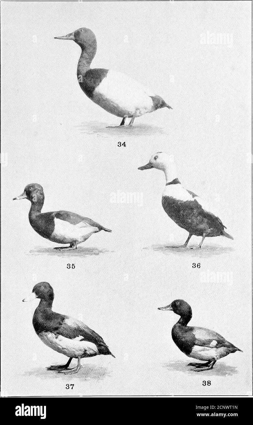 . Our feathered game; a handbook of the North American game birds . GEESE AND TREE-DUCKS. 28. Lesser Snow-goose.30. White-fronted Goose.32. Fulvous Tree-duck. 29. Blue Goose. 31. Greater Snow-goose. 33. Black-bellied Tree-duck. PLATE IX. 35. Ring-neck Duck.37. Scaup-duck. SEA-DUCKS.34. Canvas-back Duck. 36. Labrador Duck-38. Lesser Scaup-duck. PLATE X Stock Photo