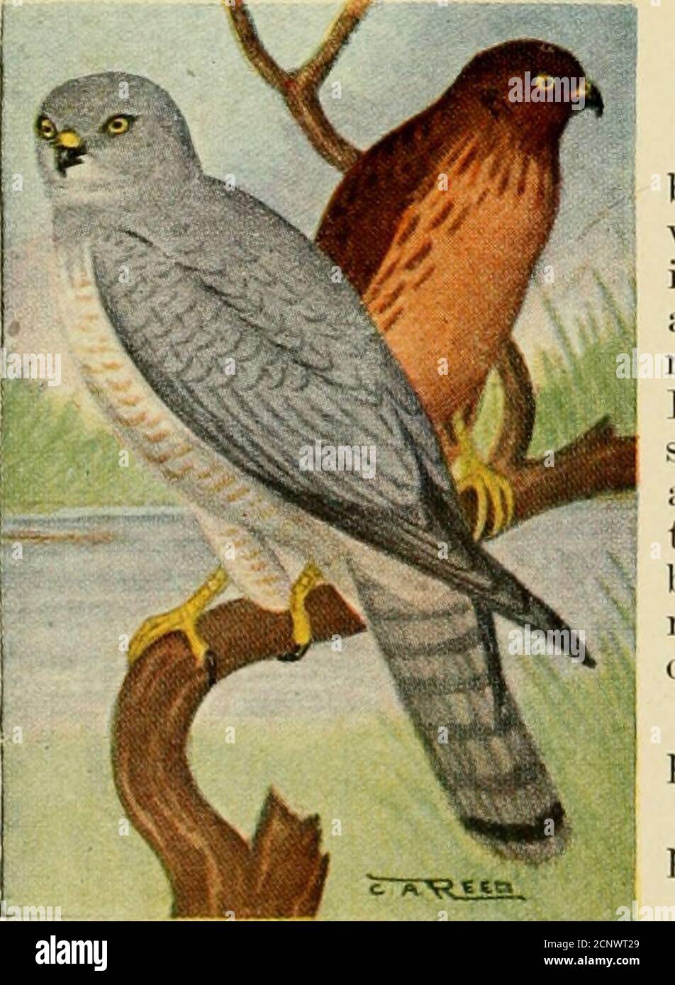 Bird Guide Water Birds Game Birds And Birds Of Prey East Of The Rockies Iflo 200 Marsh Hawk331 Circus Iiitdsoniiis 19 In Upper Tail Coverts And Base Of Tail