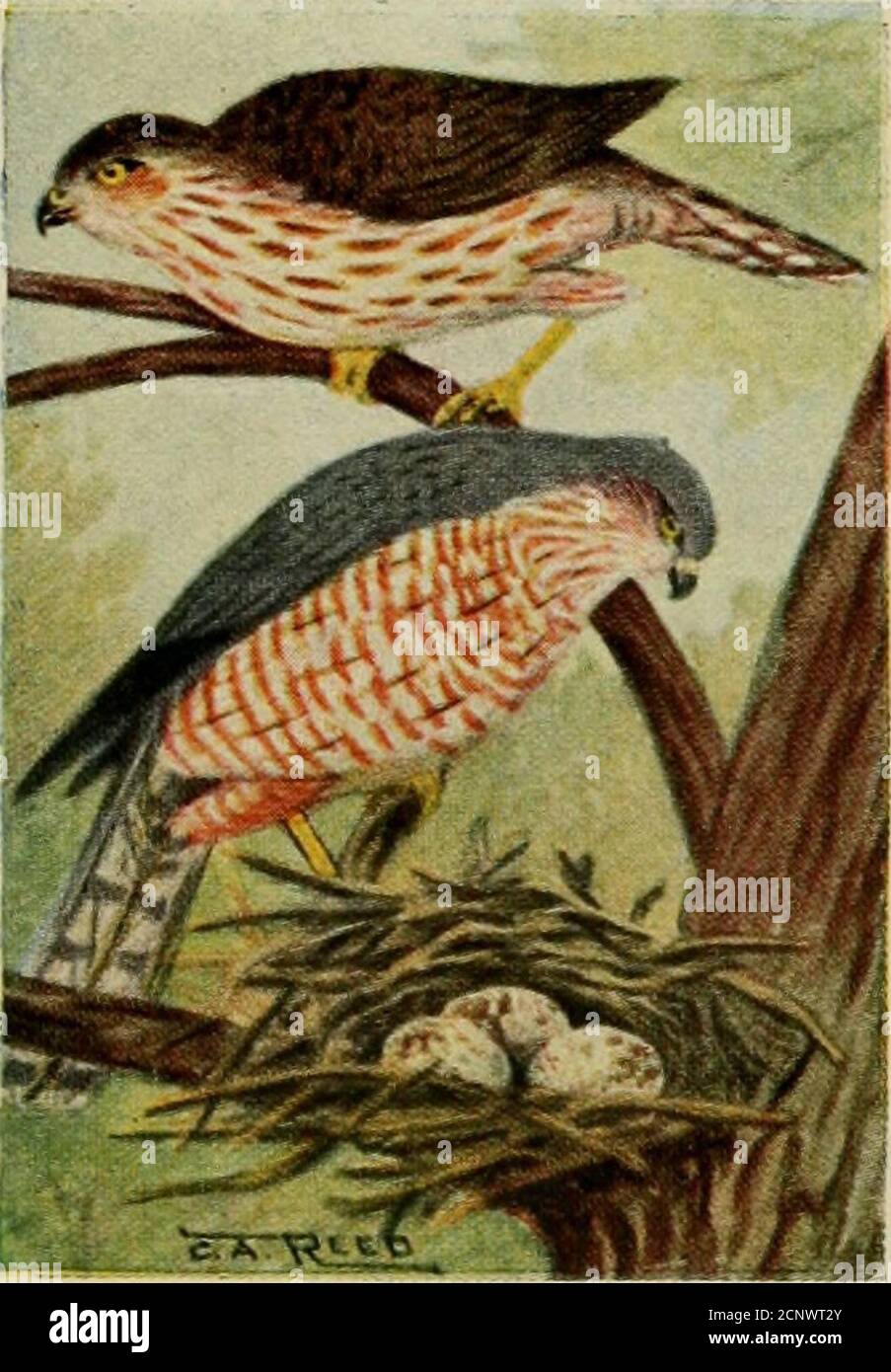 Bird Guide Water Birds Game Birds And Birds Of Prey East Of The Rockies Ay Winters Inthe Southern Half Of The United States Sharp Shinned Hawk332 Accipiter Velox 12 In