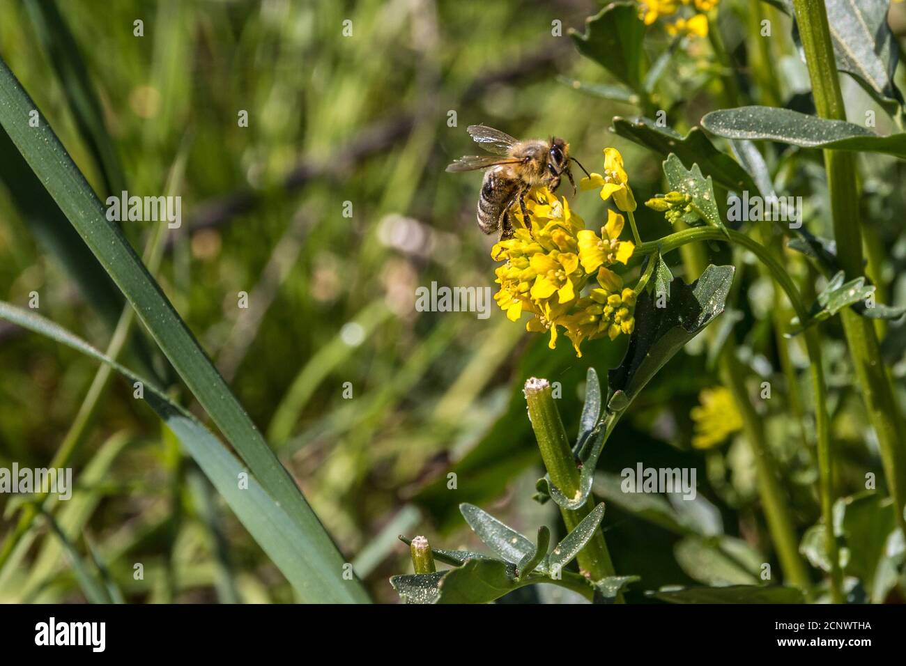 Bee on a yellow flower in the middle of the wildflower meadow Stock Photo