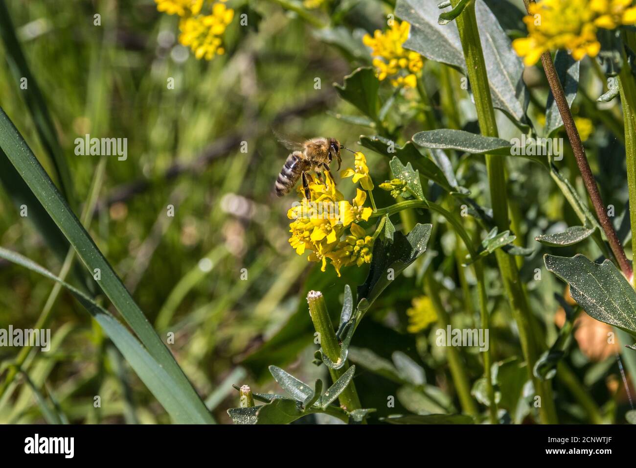 Bee on a yellow flower in the middle of the wildflower meadow Stock Photo
