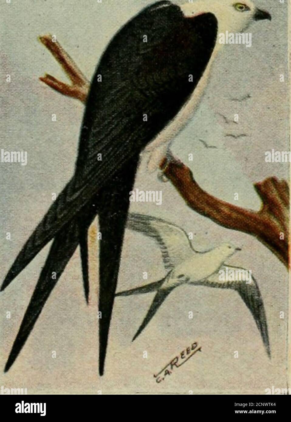 Swallow tailed falcon hi-res stock photography and images - Alamy
