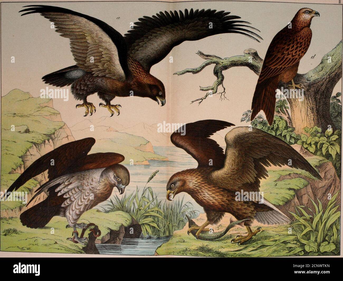 . Natural history of the animal kingdom for the use of young people ...