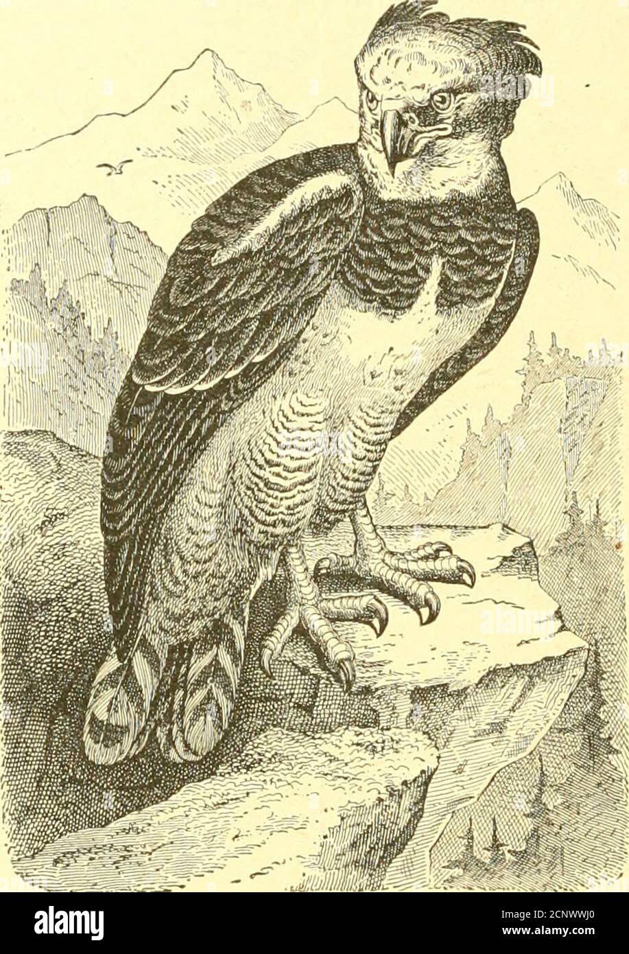 Natural history of the animal kingdom for the use of young people : in three parts, comprising I. Mammalia : II. Birds : Part III. Reptiles, amphibia, fishes, insects, worms, molluscs, Natural history of the animal kingdom for the use of young people : in three parts, comprising I. Mammalia : II. Birds : Part III. Reptiles, amphibia, fishes, insects, worms, molluscs,