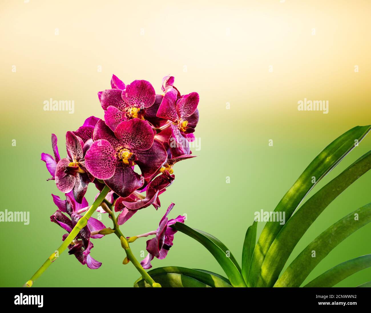 Orchid, Vanda sanderiana, considered as the Queen of Philippine orchid flowers on blurred nature background, Macro Stock Photo