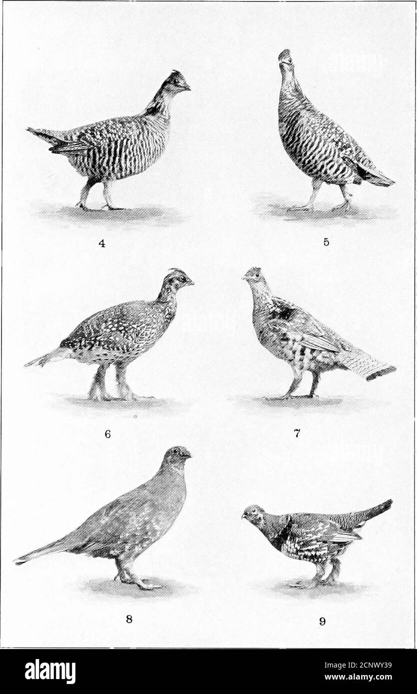 . Our feathered game; a handbook of the North American game birds . PHEASANTS AND TURKEY. I English Pheasant. 2. Mongolian Pheasant. 3. Wild Turkey. PLATE II. 4. Prairie-grouse. 6. Sharp-tailed Grouse. 8. Dusky-grouse. GROUSE. 5. Heath-hen.7. Ruffed-grouse.9. Canada-grouse. PLATE in Stock Photo