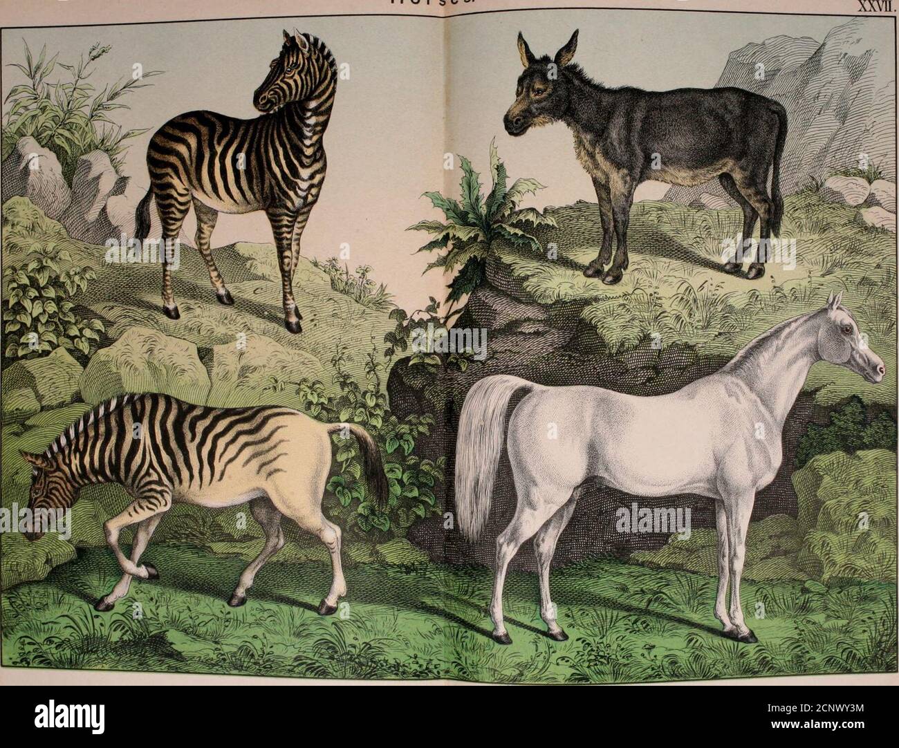 . Natural history of the animal kingdom for the use of young people ...
