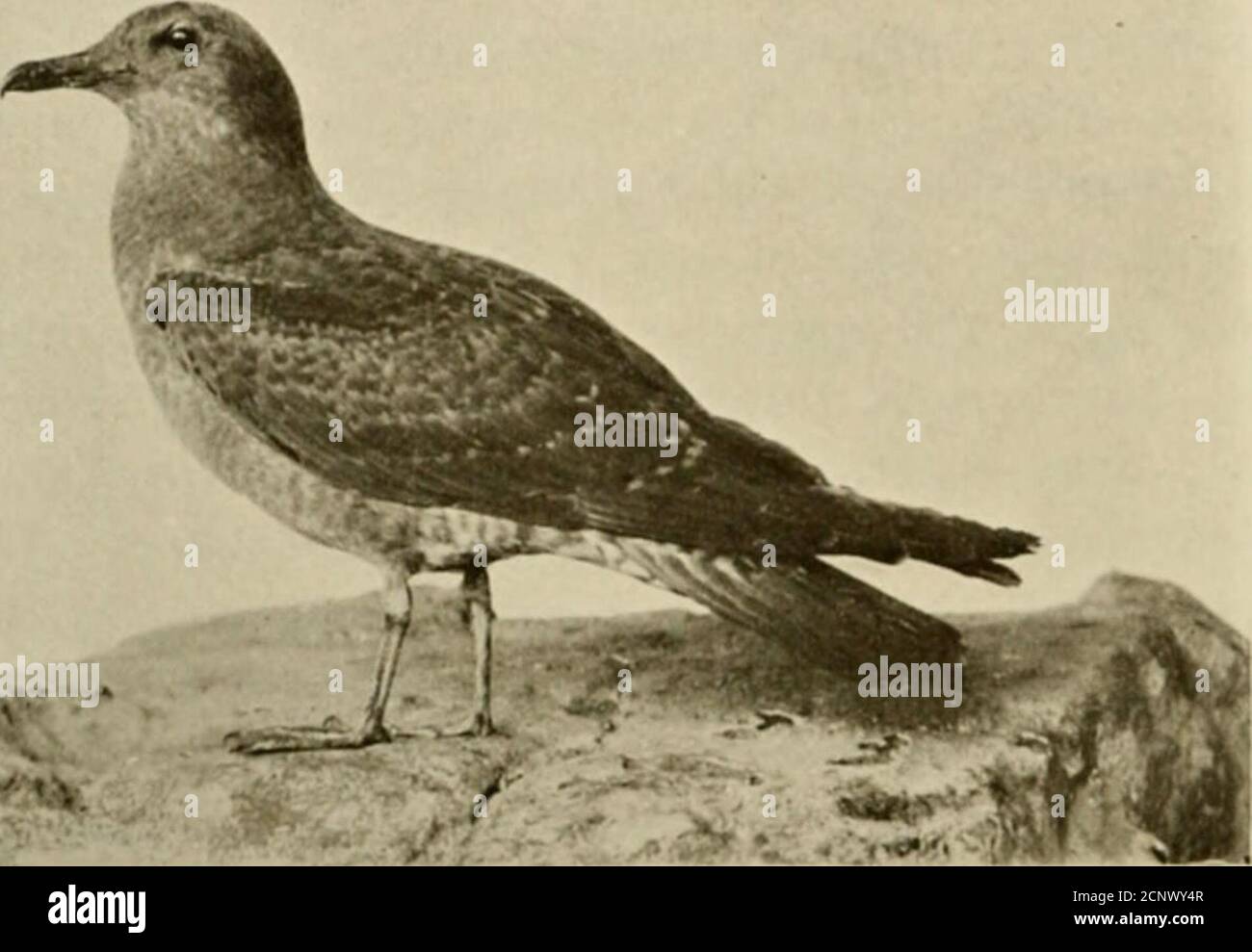 . The sportsman's British bird book . picuous reddish-brown, or, more rarely, blackish spots. Temmineks Skua ^°^ ^^ ^^^^ representative of the smaller or long- (Stereorarius tailed skuas the writer has ventured to propose the pomatorhinus) ^me of Temmineks skua (after its first describer), to replace the absurd title of pomarhine or pomato- rhine skua by which it is commonly known. Although much smaller than the great skua, measuring only 21 inches in length, this species i84 GULL GROUP is rather larger than the next, from which it differs by the circum-stance that the elongated middle tail-fe Stock Photo