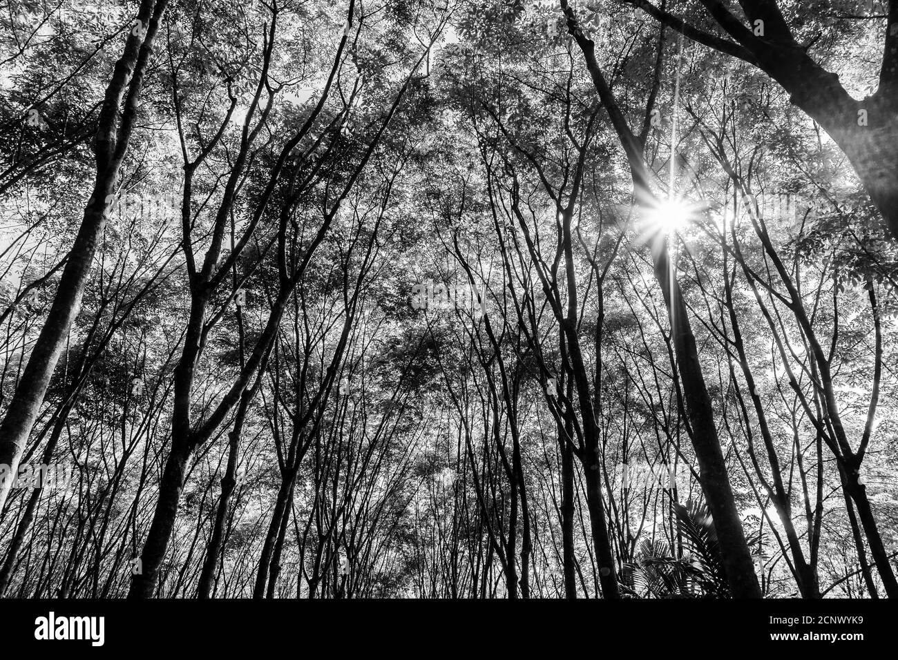 Latex rubber plantation or para rubber tree or tree rubber with leaves branch and sunbeam in southern Thailand, Black and white and monochrome style Stock Photo