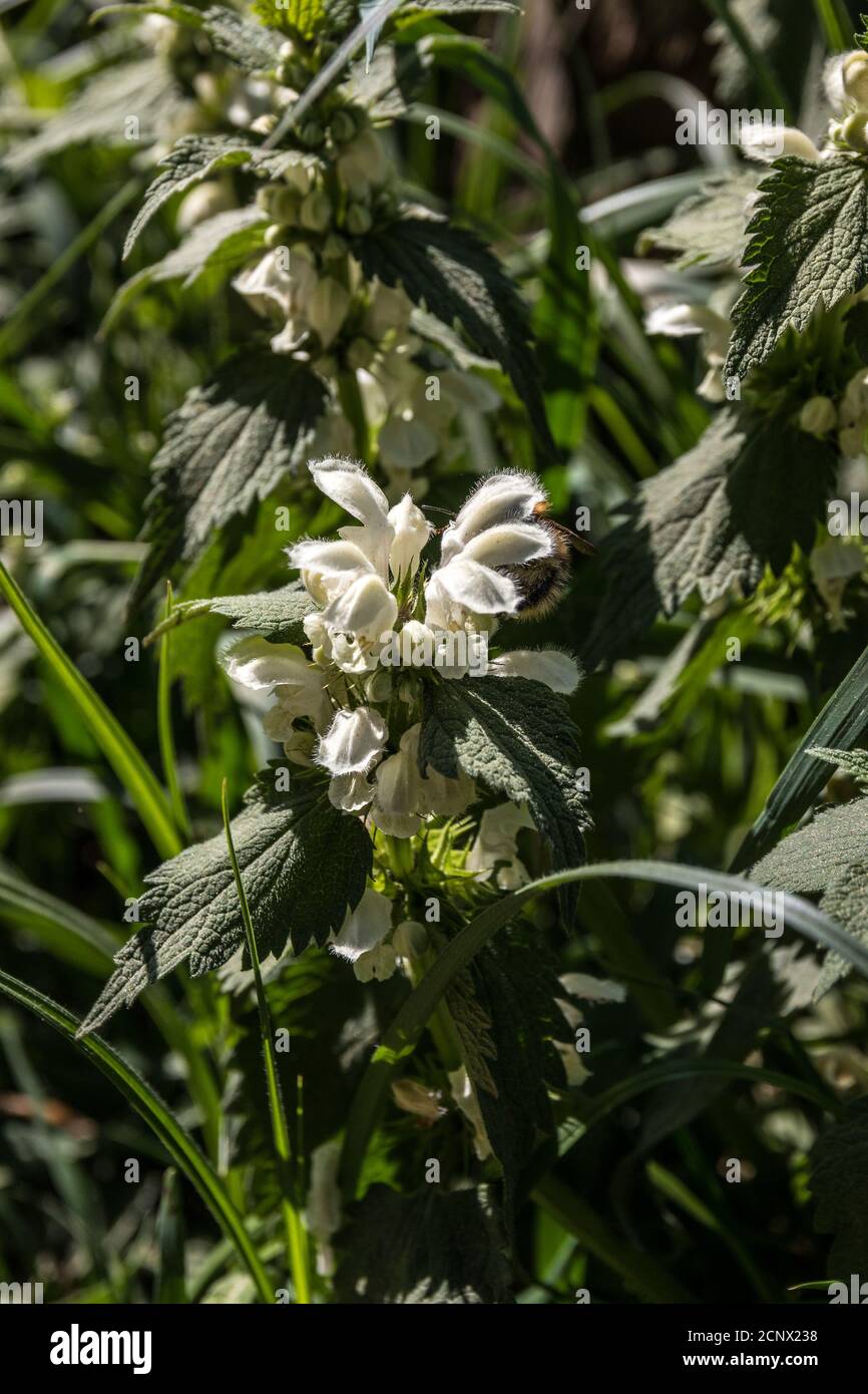 White blossoms of deadnettles on the green meadow Stock Photo
