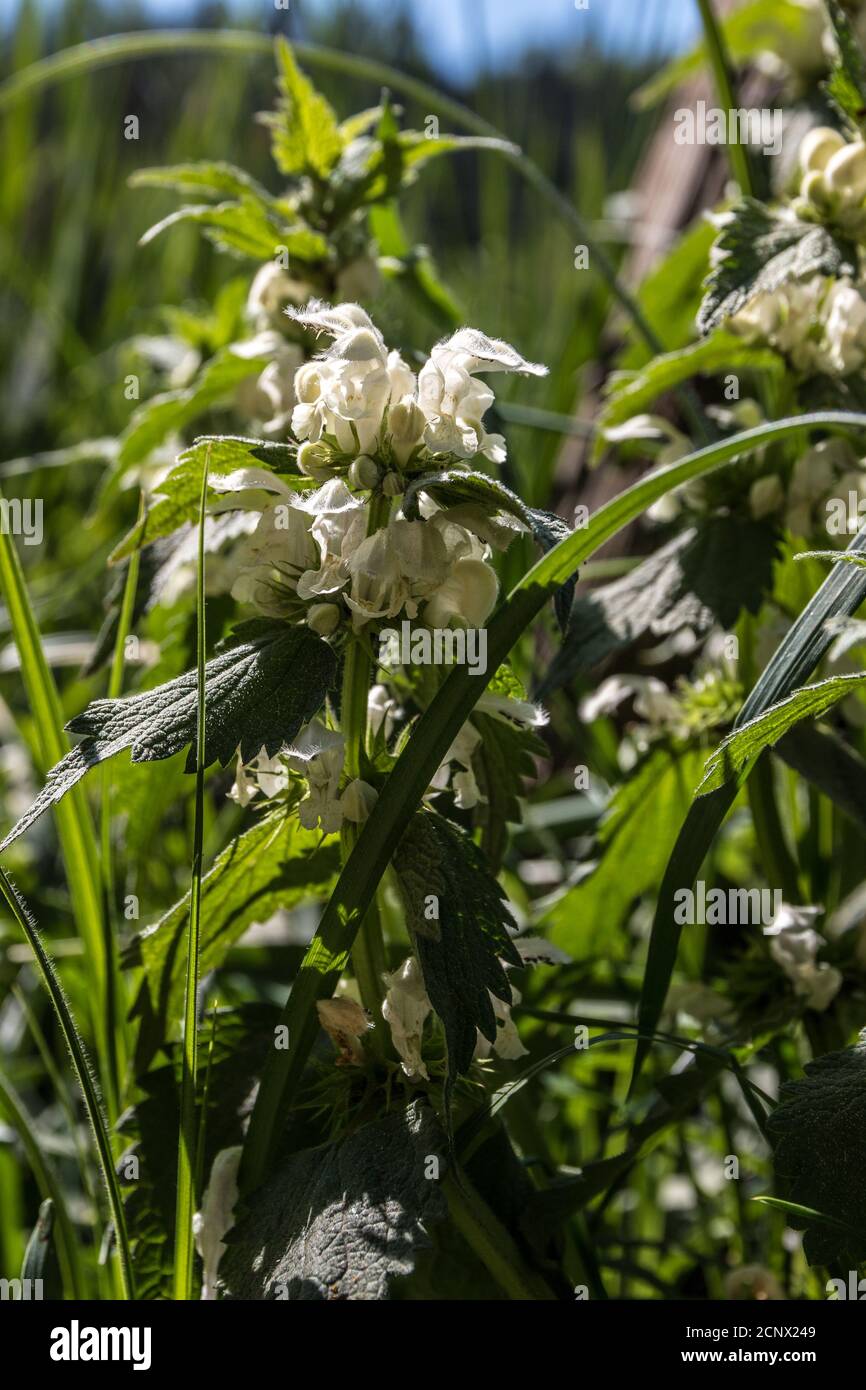 White blossoms of deadnettles on the green meadow Stock Photo