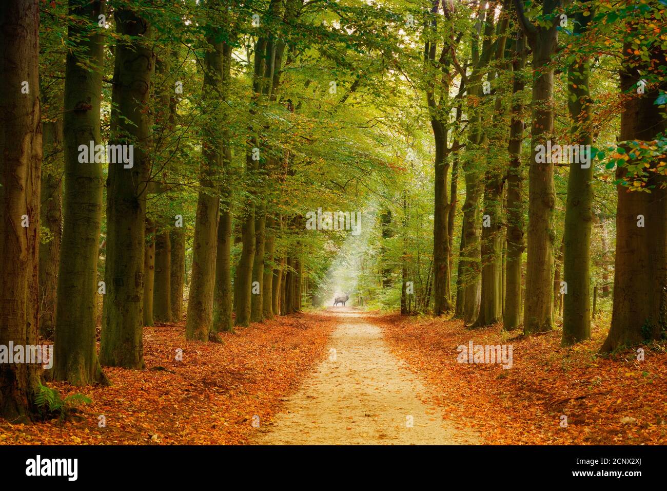 Forest road lined fall foliage hi-res stock photography and images - Alamy