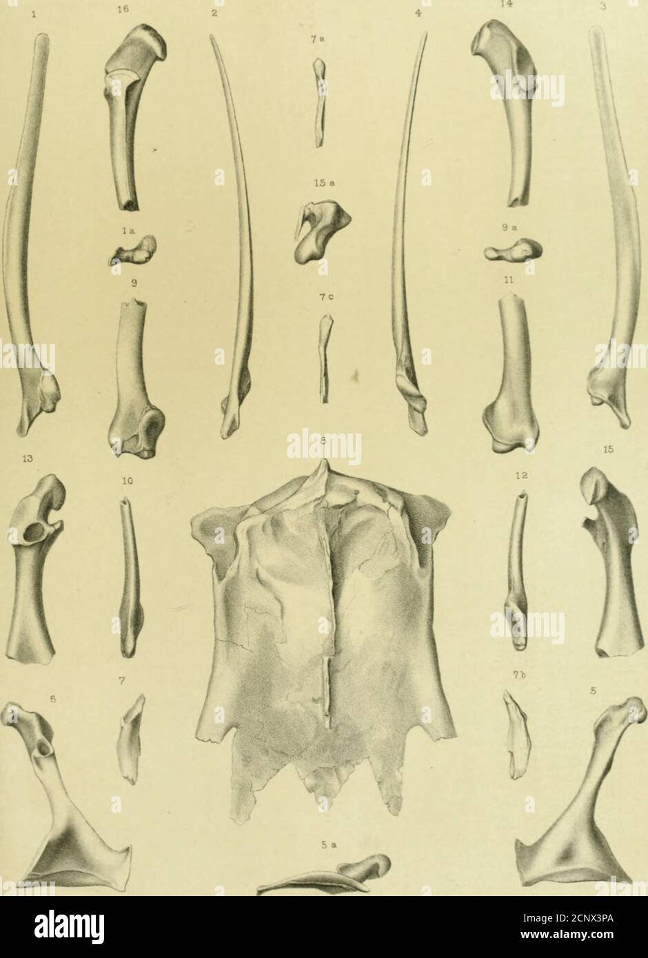 . Report of the geological exploration of the fortieth parallel . r inferior, view, i^ -Right coracoid of Apatornis celer; anterior view, j^45 5a —Sternal end. -Riglit coracoid of Apatornis celer; posterior view, 145 ■Upper portion of clavicle of Apatornis celer; exterior view, 147 7a— Posterior view.Jb— Inner view.7c— Anterior view. ■Sternum of Apatornis celer; infei-ior view, 148 ■Left scapula of Tchthyomis victor Marsh ; exterior view, 141 9a—Proximal end. ■Left scapula of Ichthyornis victor; anterior, or exterior, view, 141 •Left scapula of IcMhyomis victor; inner view, 141 ■Left scapula o Stock Photo