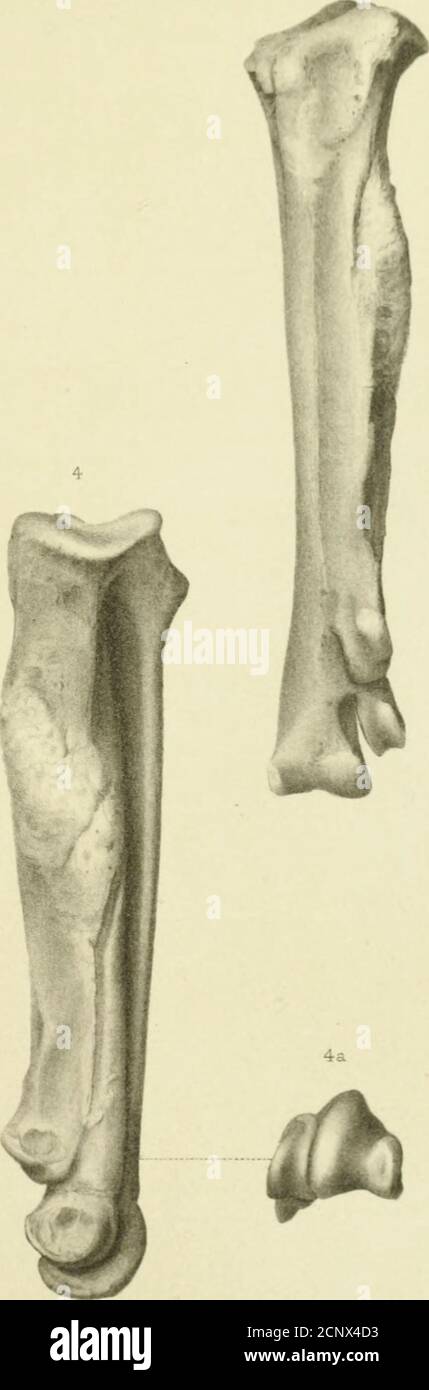 . Report of the geological exploration of the fortieth parallel . HESPERORNIS CFIASSIPES, Marsh PL^TE XVIII. , PLATE XVIII. ODONTOKNITHBS. Phalanges of Hesperornis regalis Marsh. All Figures Natural Size. Page. PiQ, 1. First, or proximal, phalanx of outer, or fourth, toe ; from left foot, Been from above,.. 100 la—Distal end, with outline of proximal eiul.lb —Inner view.Ic —Proximal end.Id—Inferior view,le —Exterior view. Fig. 2.—Second phalanx of fourth toe ; left foot, superior view, - - 1^0 2a—Distal end, with outline of proximal end.2/&gt; —Inner view.2c —Proximal end.2d—Inferior view.2e — Stock Photo