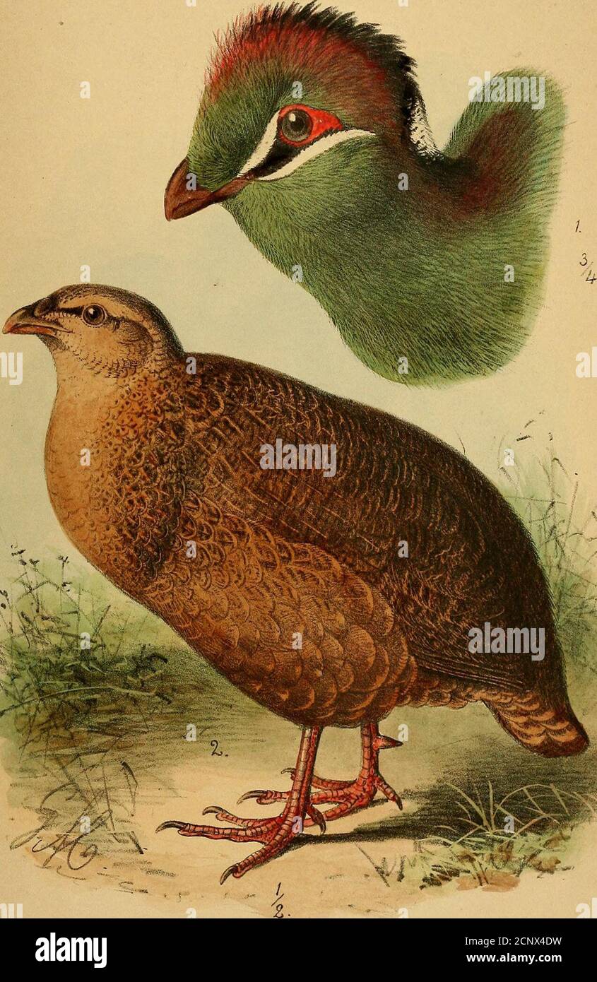 Journal Fur Ornithologie 5i Gez Notauges Hildebrandlicab 2 Turdus Rephronnliis Cab A Kuilutarlstall Y C Bohm Bf Cab Jolirn F0ra L St8 Tab W Oitihakfisciieri Mw 2 Francolinus Scloruptern Hildebrandti Gab Fem K Yr Vuj Ith