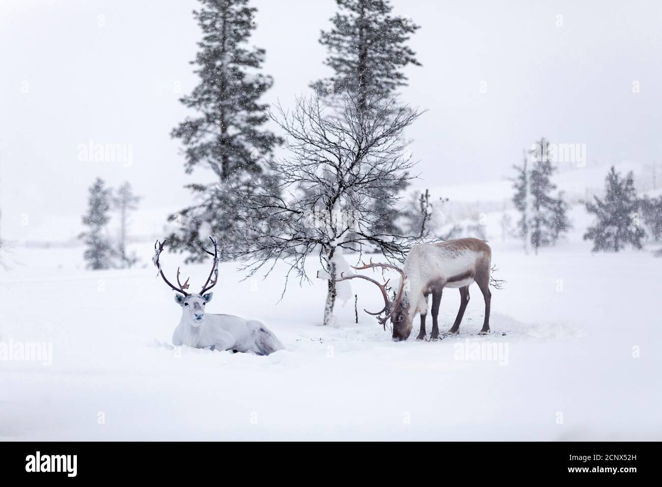 Winter, reindeer, two, Stock Photo
