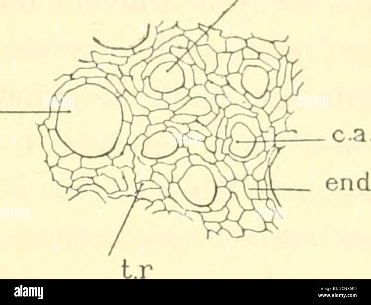 . Recherches anatomiques, embryologiques, histologiques et comparatives sur le poumon des oiseaux . ées par lartère pulmonaire, espérant ainsi imprégnerlendothélium des plus fins capillaires aériens. Comme il fallaitsy attendre, les injections ne réussissent pas toujours avec lemême succès ; mais en combinant les résultats obtenus aprèsles deux procédés différents (injections par la trachée ou parlartère pulmonaire), on arrive sans peine à démontrer partoutla présence de lendothélium. Les injections poussées par latrachée remplissent rarement tout le parenchyme dune para-bronche et sarrêtent l Stock Photo