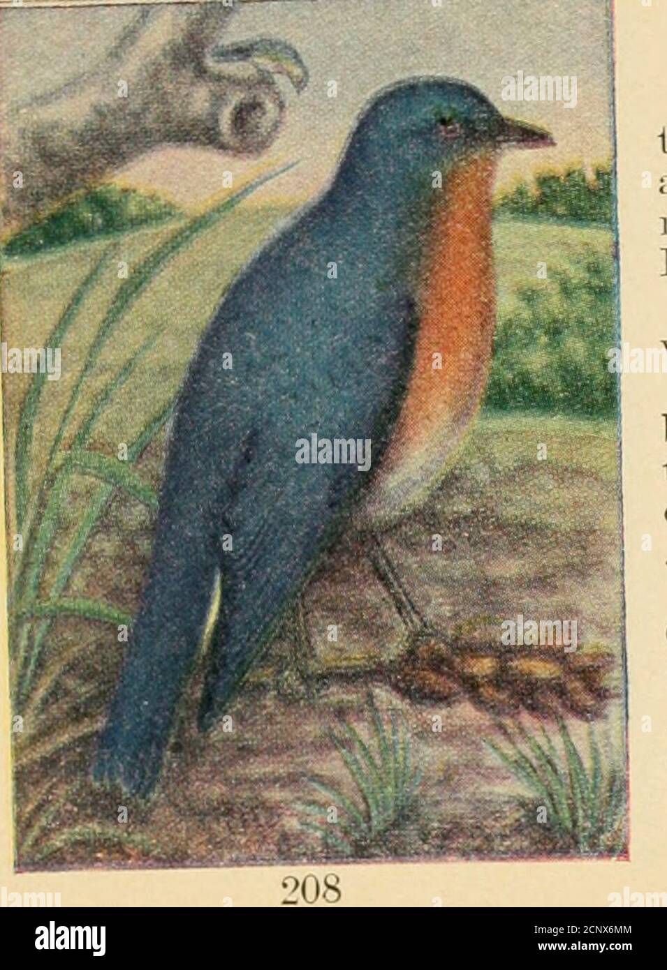 Bird Guide 7 Bluebird 766 Hialia Sialis 7 Indies These Beautiful Gentle And Well Known Birds Spend The Winter In The Southern Parts Of The United States And North To The