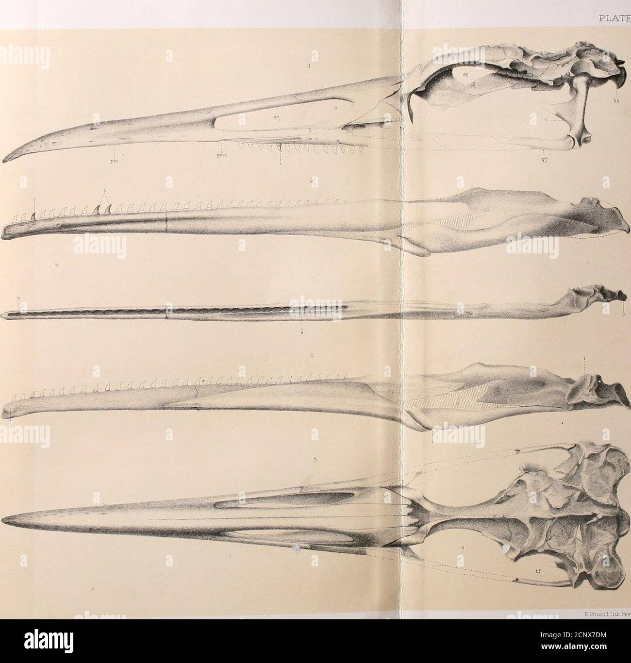 . Report of the geological exploration of the fortieth parallel . Fr--:- PLATE I * F EergK, del. Cnsand, litii NBwHavo; HESPERORNIS REGALIS, Mars}i. PL^TE II. PL^TE II. ODONTOR^TITHES. Teeth ajtid Skull of Hespekobnis regalis Marsh. All Figures Natural Size, except 2 and 3. Page. Fig. 1.—Inferior 6urf;ce of iircmaxillaiy and maxillary bones, 8 t —Tooth iu maxillary. Fig. 2.—Tooth; from lower jaw, lateral view, seen from the left; magnified eight diameters,.. 13 Fig. 3.—Tooth; from maxillary, lateral view, seen from the right; magnified eight diameters,. 13a —Young tooth, showing mode of devel Stock Photo