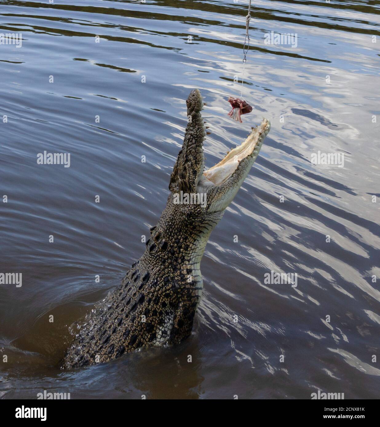 Crocodile In Water Head Out High Resolution Stock Photography And Images Alamy