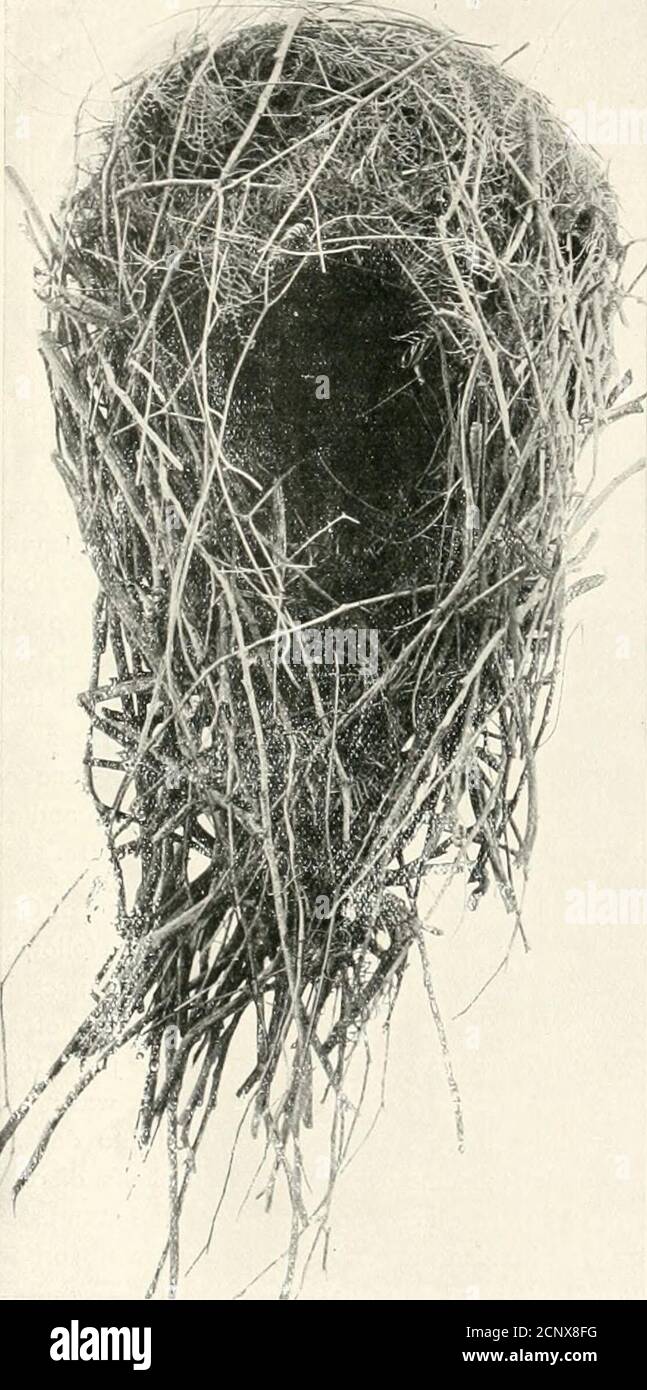 . Nests and eggs of birds found breeding in Australia and Tasmania . nest is built between the stems oftwo small trees, and no means are pro-vided for ingress and egress. SometimesJt / WWf Z^^SH^ li/ the nest is built on a ledge of rock, at other / V O ; /li !K times in the tangled roots of some fallen giant of the forest, or in the end of ahollow log; not infrequently it is con-cealed in the fronds at the top of a leaningtree-fern, whose slanting and roughenedstem forms an easy mode of access to it.These birds often desert a nest if thefemale is flushed while sitting, unless it contains a you Stock Photo