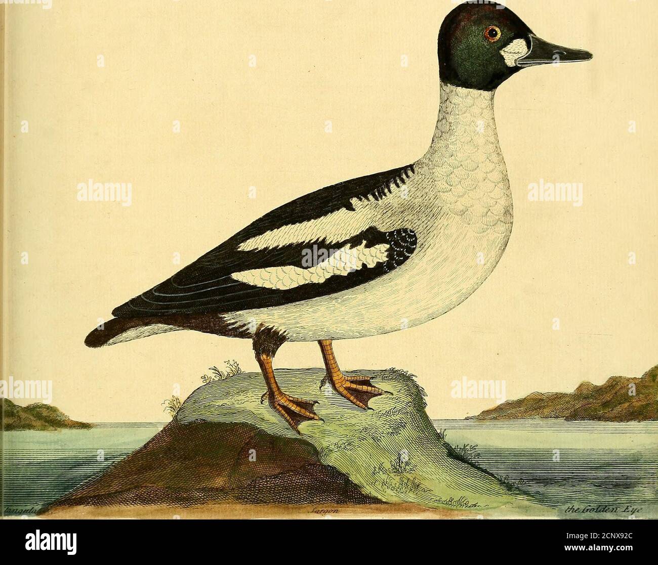 . A natural history of birds : illustrated with a hundred and one copper plates, curiously engraven from the life . d all the lower partof the Back are black; the Wings party-coloured of black and white, viz,the middle Feathers both Quills and Coverts are white, and the outer andinner black; the long fcapular Feathers are alfo party-coloured of blackand white. The Tail is three Inches and a half long, made up of iixteen Feathers,from the outermofl: by degrees longer; yet is not the Tail fharp, but ra-ther round pointed, all of an uniform black Colour. The Legs are very fhort, of a yellowifh re Stock Photo