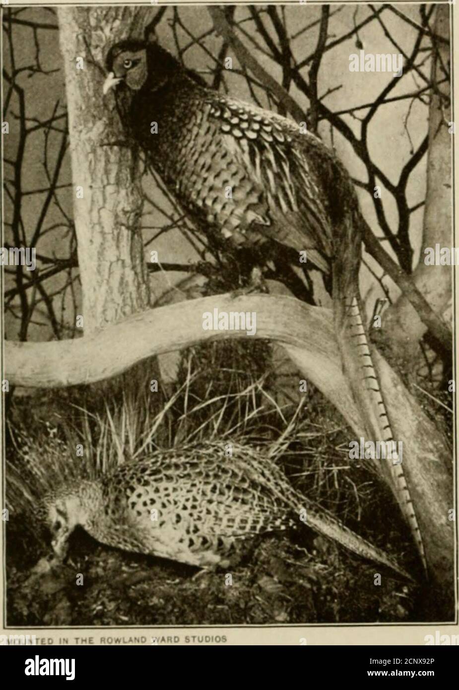 . The sportsman's British bird book . -pe, in which the white ring is absent, while the rump-feathers are a bluish slate-colour ; the interscapulars are dark greenshot with purple, and ornamented with crescentic lines of buff and the. IllKAS.XNT. PARTRIDGE 13 under-parts uniformly dark green : thirdly, the P. torquatus type, with awhite ring round the neck, the rump-feathers slate-colour, with a rust-coloured patch on each side, the interscapulars and flanks orange-buffcolour, and the bars on the tail broad. Hens of the P. colchicus andP. torquatus types closely resemble one another, the inter Stock Photo