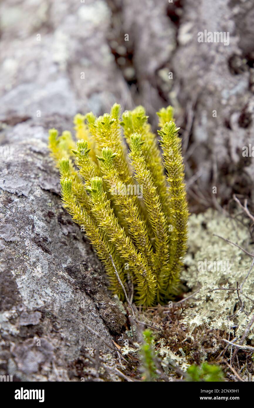 Huperzia selago grows in a crevice on Mount Kivakka. Karelia. Russia Stock Photo