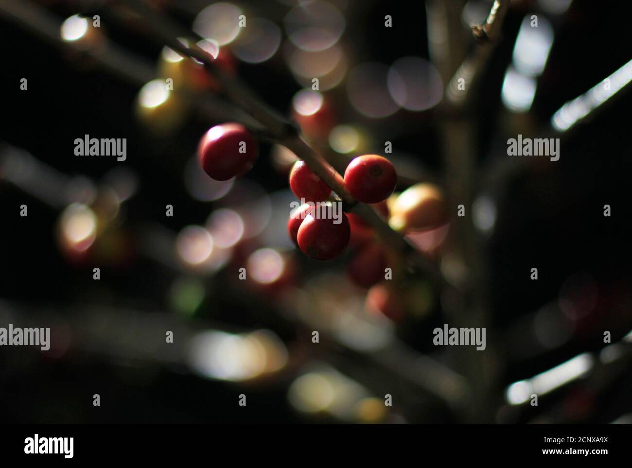 Healthy Coffee Cherries Are Pictured At The La Majada Coffee Farm In Ahuachapan January 10 2013 Central American Farmers Who Produce Some Of The World S Most Sought After Coffee Beans Are Grappling With