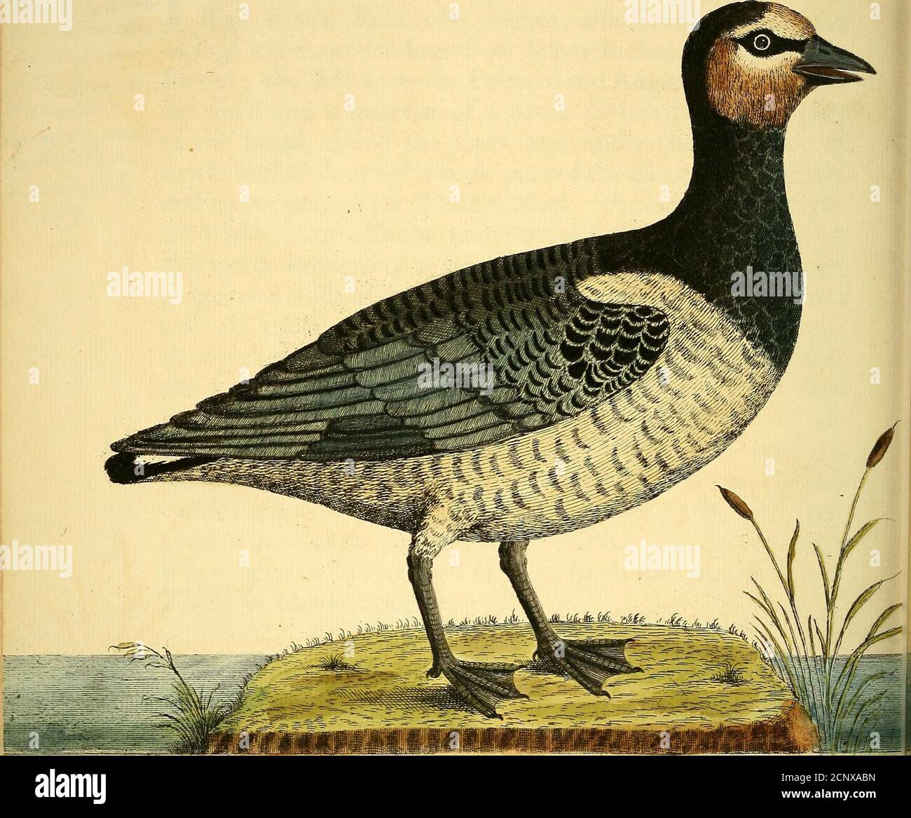 . A natural history of birds : illustrated with a hundred and one copper plates, curiously engraven from the life . inc to the Angles of the Mouth^ Ui&M^ — one Inch and a quarter, of a black Colour; the fore partAcrA^^^ ^^^ of the Head, round the Eyes, and under the Chin, are of?tl^y /M ^P^^^ buff Colour; the back part of the Head, Neck, Back,,^^ and upper part of the Tail are black; the Belly and Thighsare white, as is alfo the under Side of the Tail and Rump;the whole Wing is of a dark grey, excepting the exteriorEdgesandEndsof the quill Feathers, which is^black, as arealfo the Ends of the u Stock Photo