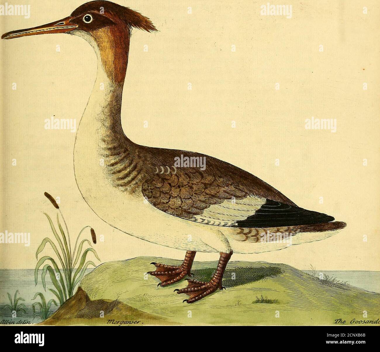 . A natural history of birds : illustrated with a hundred and one copper plates, curiously engraven from the life . E^i^■ M^.f i^e&i. ?y^. dl/in.deltfv She^ &i>ikMn^ my The Goofander. Merganfer. Jyi.(!!/u.<}^^ Numb. LXXXVII. S^S. ITS Weight is four Pound ; its Length from the Tip of the Bill to theEnd of the Tail twenty eight Inches ; its Breadth when extended for-ty Inches; the Body is long, the Back broad and flat, and the Head andupper part of the Neck is of a dulky yellowifli brown, as is alfo the Creft;the lower back part of the Neck, Pinion of the Wing, Back, and upperSide of its T Stock Photo