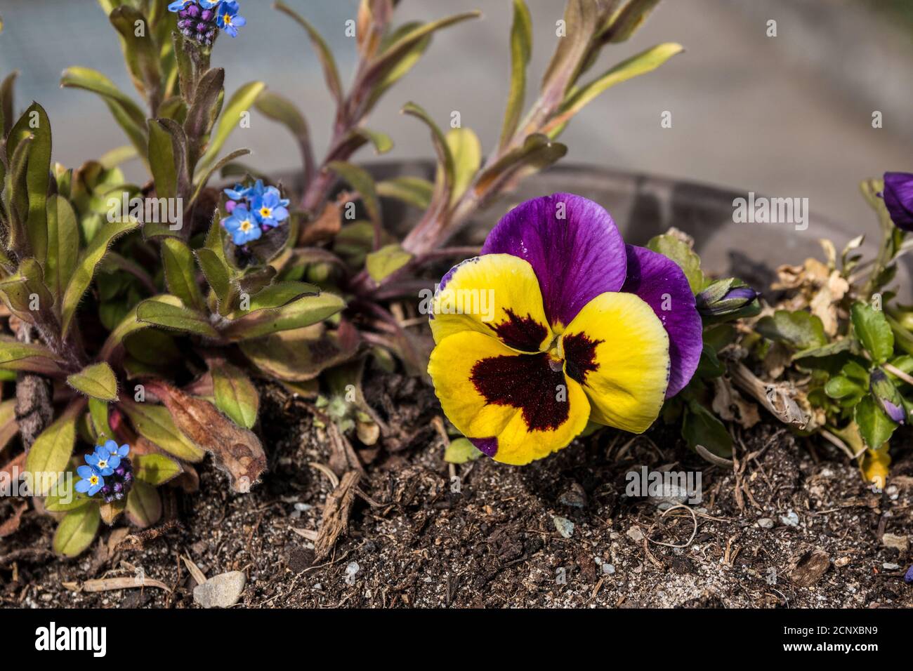 Yellow and violet flower in the garden Stock Photo