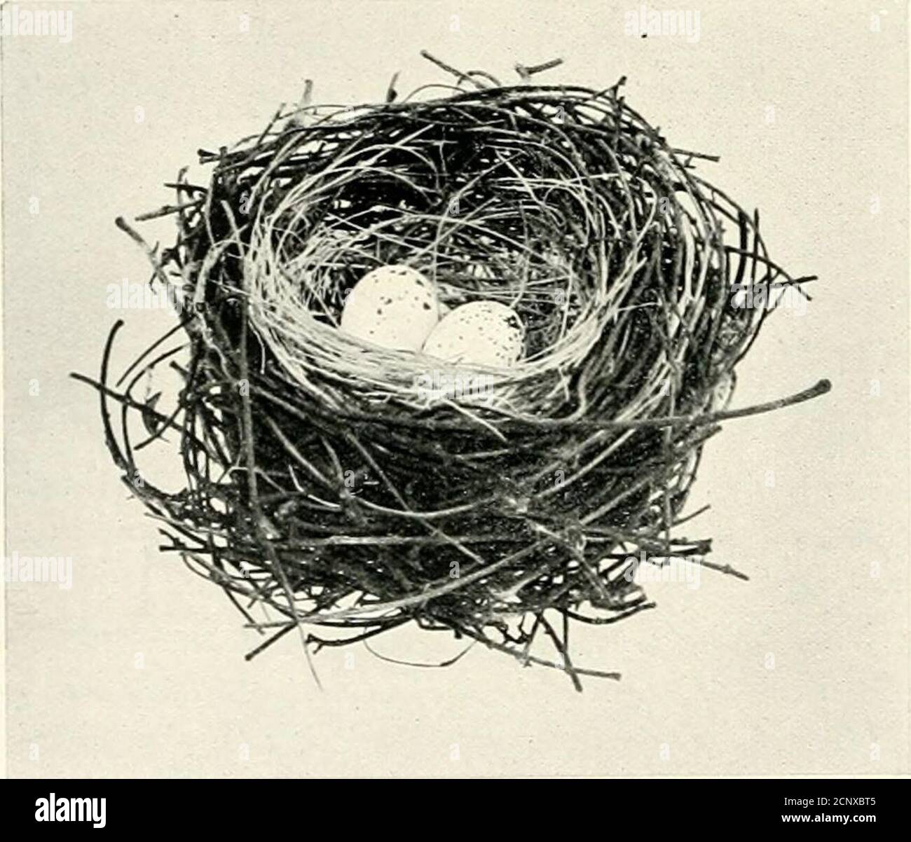 . Nests and eggs of birds found breeding in Australia and Tasmania . rocured, was placed about three feet from the ground, on a massof creepers growing over a small shrub. It is built of stronger materials than is generally usedby the species of this genus. The eggs from the above nest are oval in form, tapering gently to the smaller end, the shellbeing close-grained, smooth and almost lustreless. They are dull white, with minute dots androunded markings of purplish-black and purplish-grey, the latter colour appearing as if beneaththe surface of the shell. As usual, the markings predominate on Stock Photo
