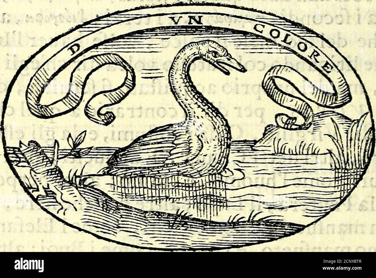 Il Cigno High Resolution Stock Photography And Images Alamy