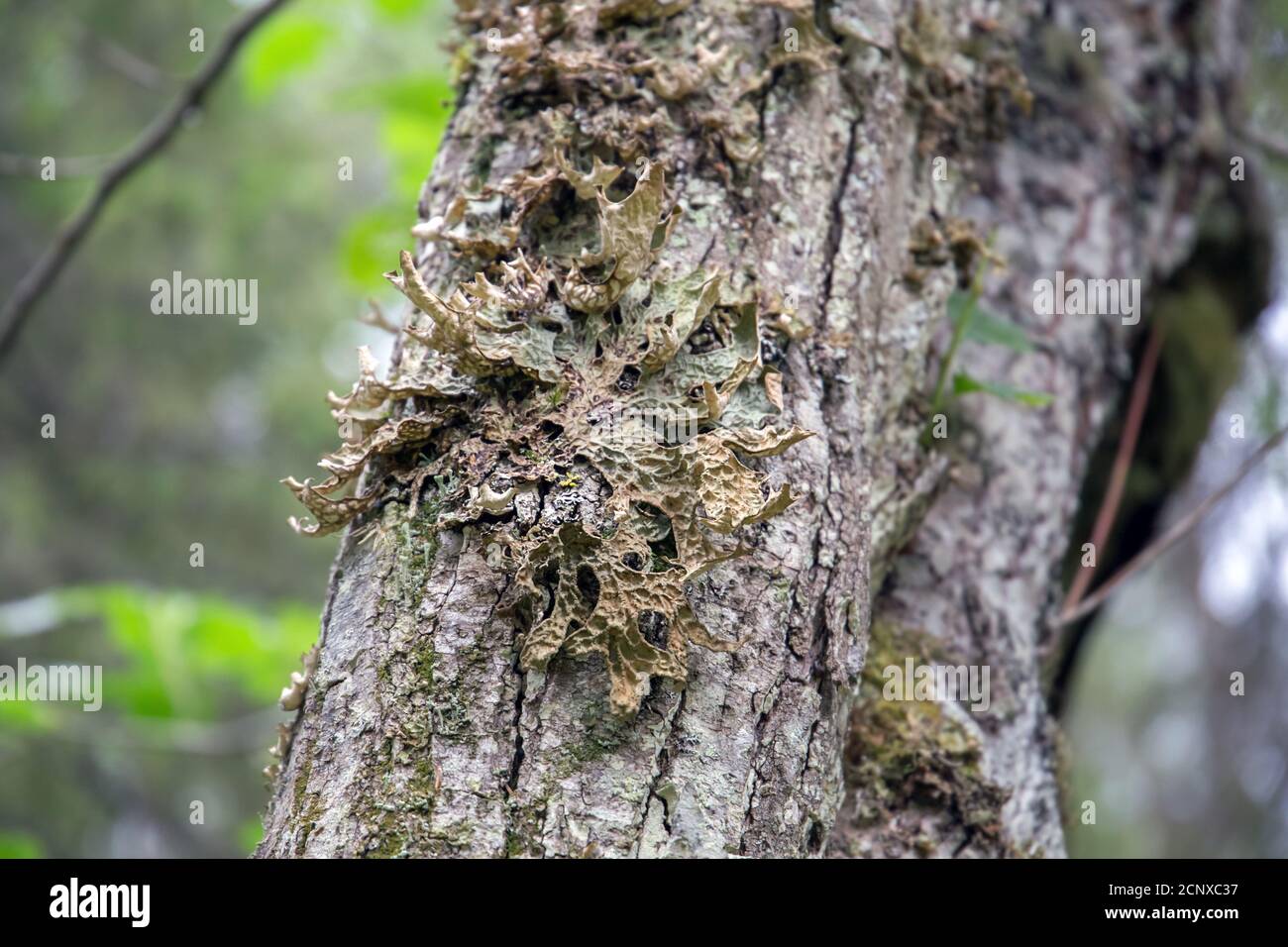 Lobaria pulmonary (lat. Lobaria pulmonaria). Lichen grows on an aspen in the forest. Russia. North Karelia Stock Photo