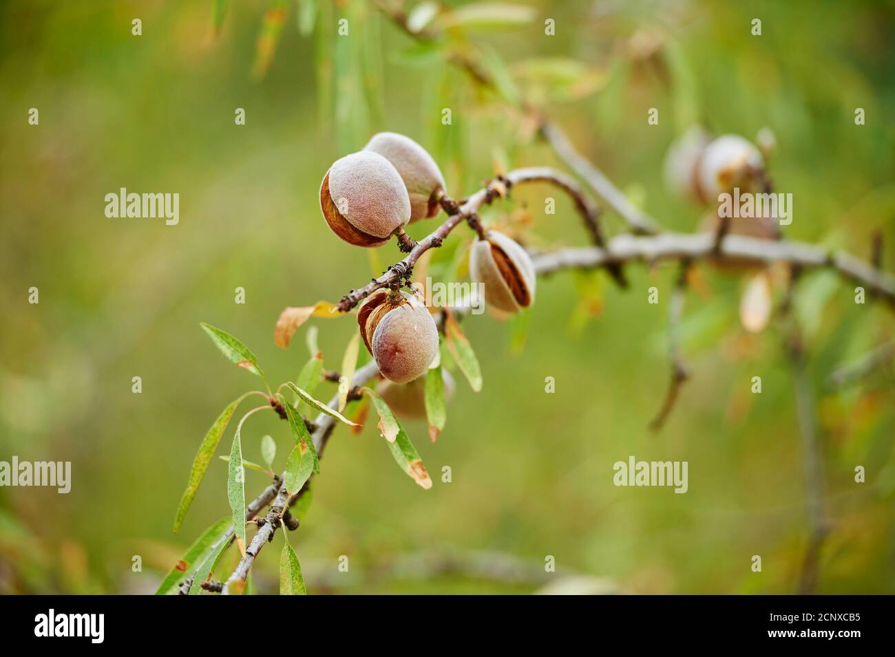 Almond tree (Prunus dulcis), nuts, ripe, Catalonia, Spain, Europe Stock Photo