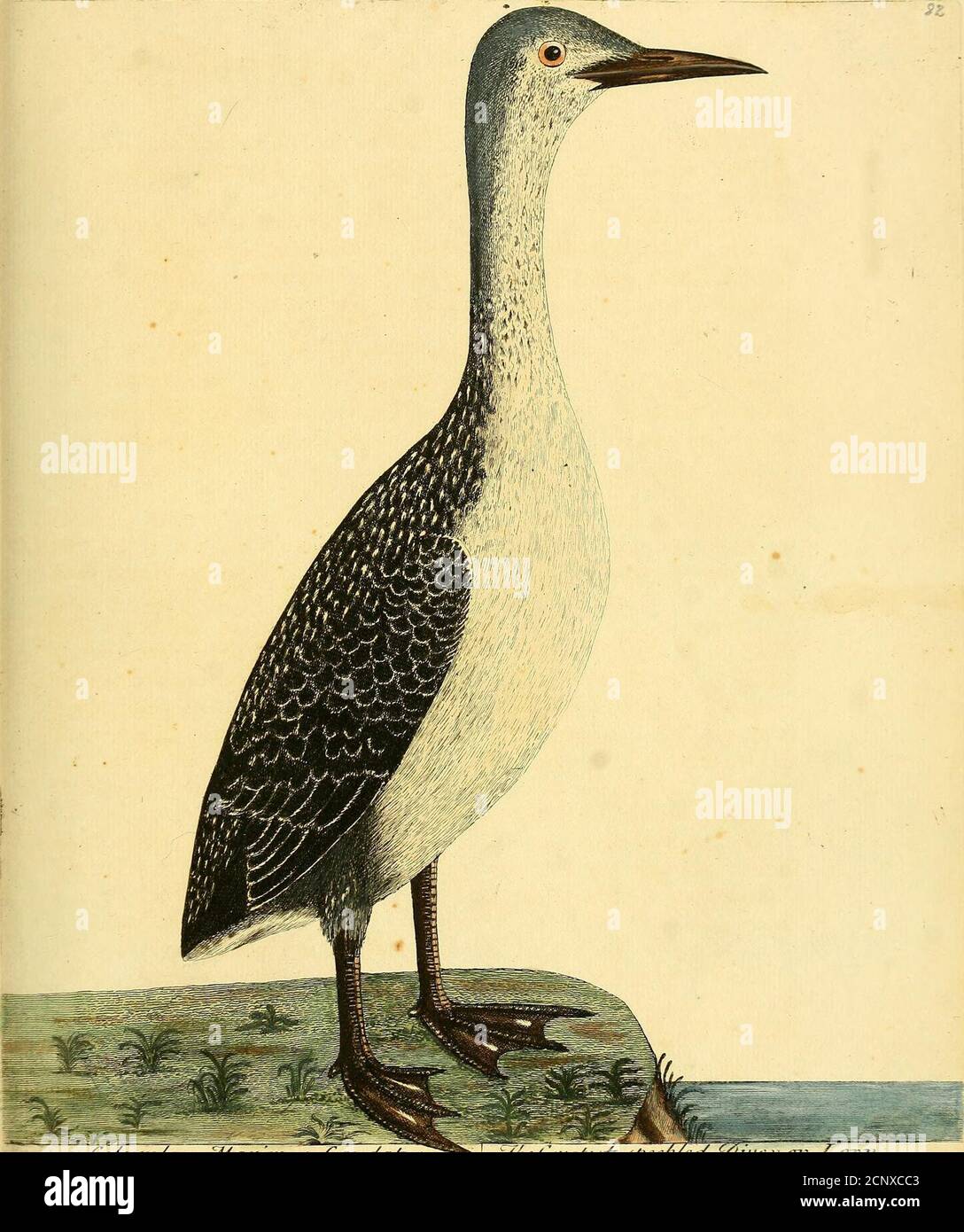 . A natural history of birds : illustrated with a hundred and one copper plates, curiously engraven from the life . rown, and the interior livid orpale blue; the Claws broad like human Nails : The Legs are fituate verybackwards, fo that it feems not able to walk unlefs ercded perpendicular-ly on the Tail. It hath no Labyrinth upon the Wind-Pipe : The Liver isdivided into two Lobes, and hath a Bladder to contain Gall; above the Sto-mach the Gullet is dilated into a kind of Craw; the Throat is very loofeand dilatable; the Guts large, efpecially towards the Stomach. The Stomach is lefs muiculous Stock Photo
